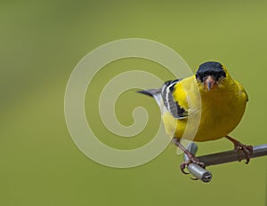 Gold Finch Perched