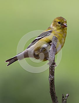 Gold Finch Perched