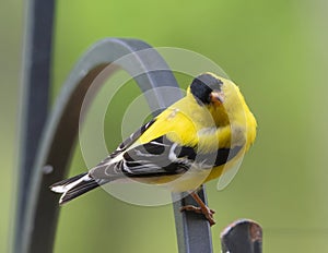 Gold Finch Perched