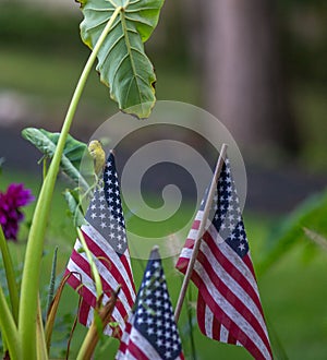 Gold Finch Perched Next to an American Flag