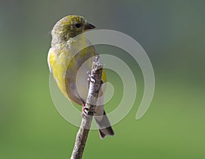 Gold Finch Perched