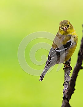 Gold Finch Perched