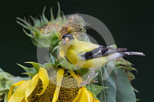 Gold finch on sunflower