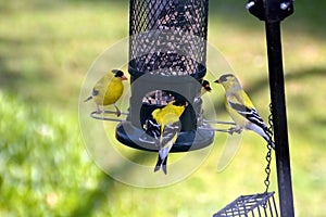 Gold Finches at the Bird Feeder