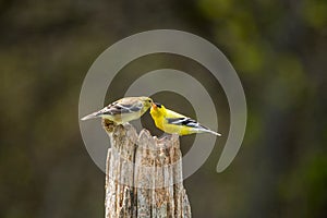 Gold Finches kissing in Spring on a post