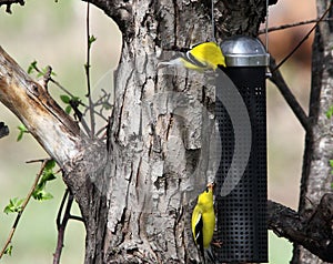 Gold finches on niger feeder