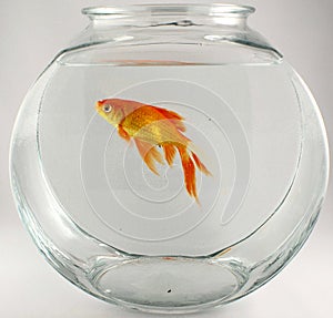 Gold fish 1 photo