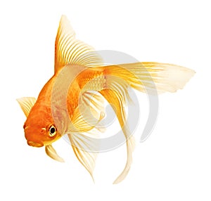 Gold fish photo