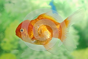 Gold Fish photo