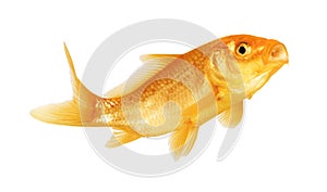 Gold fish