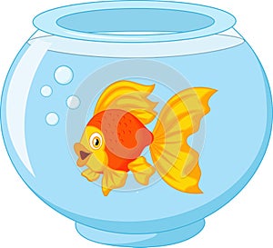 Gold fish in aquarium