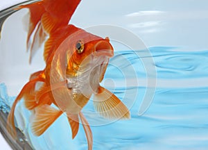 Gold fish in an aquarium