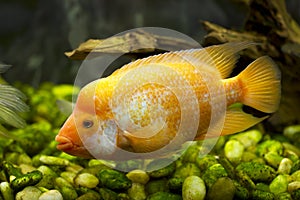 Gold fish in an aquarium cichlidae