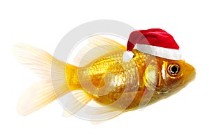 Gold fish as Santa Claus