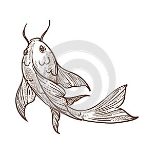 Gold fish with big fins floating monochrome sketch vector illustration