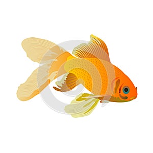 Gold fish with big tail. Symbol of good luck, fulfillment of desires.