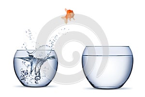 gold fish change move career opportunity rise concept jump into other bigger bowl isolated