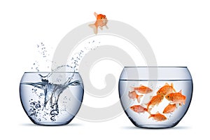 Gold fish change move retrun separartion family teamwork concept jump into other bigger bowl isolated background