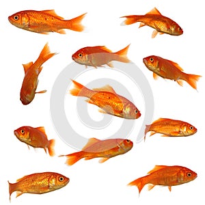 Gold fish collection