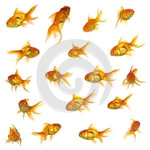 Gold fish collection