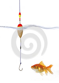 Gold fish and empty hook