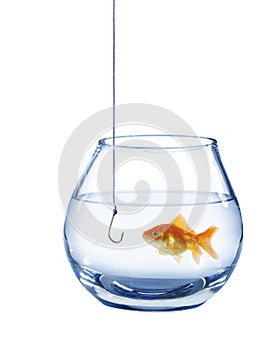 Gold fish and empty hook