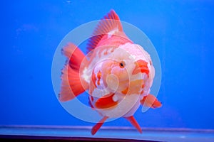 Gold fish in fish tank