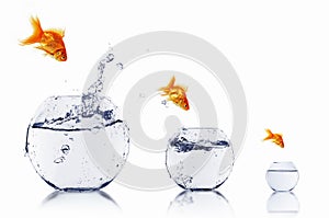 Gold fish in a fishbowl