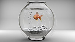 Gold fish in a fishbowl - bubbles