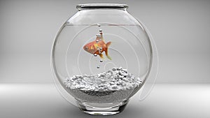 Gold fish in a fishbowl