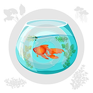 Gold fish floating in aquarium bowl vector illustration