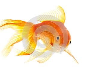 Gold fish (golden carp). Isolation on the white photo
