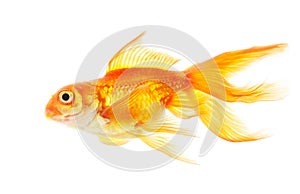 Gold fish (golden carp). Isolation on the white photo