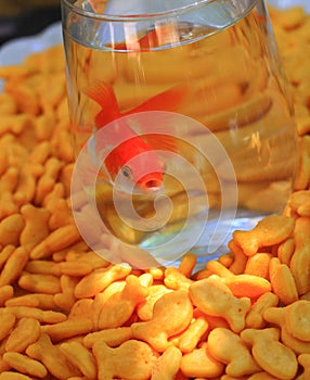 Gold Fish and Goldfish Crackers