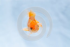 Gold fish or goldfish floating swimming underwater in fresh aquarium tank