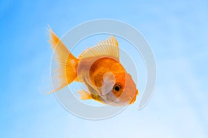 Gold fish or goldfish floating swimming underwater in fresh aquarium tank