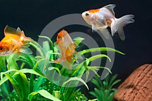 Gold fish or goldfish floating swimming underwater in fresh aquarium tank with green plant