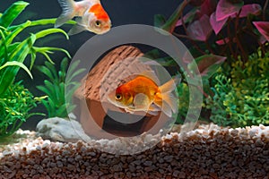 Gold fish or goldfish floating swimming underwater in fresh aquarium tank with green plant