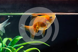 Gold fish or goldfish floating swimming underwater in fresh aquarium tank with green plant