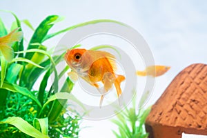 Gold fish or goldfish floating swimming underwater in fresh aquarium tank with green plant