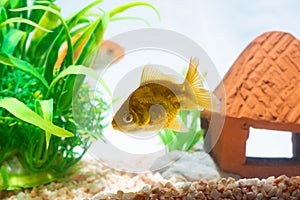 Gold fish or goldfish floating swimming underwater in fresh aquarium tank with green plant