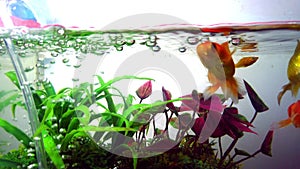 Gold fish or goldfish floating swimming underwater in fresh aquarium tank with green plant. marine life. 4K