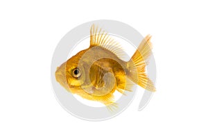 Gold fish or goldfish isolated on white background