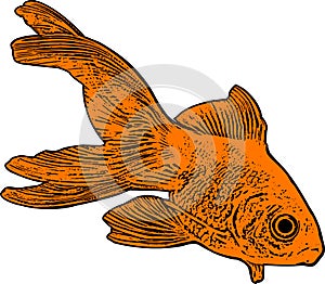 Gold fish illustration