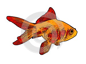 Gold fish illustration