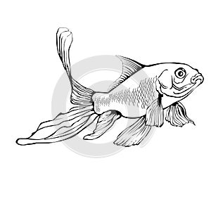 Gold Fish Illustration