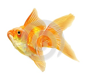 Gold Fish isolated