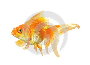 Gold Fish isolated