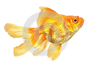 Gold Fish isolated