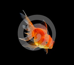 Gold fish isolated on black background